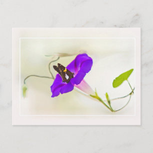 Carte Postale Gloire du matin et papillon
