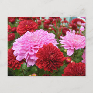 Carte Postale Gloire du matin pacifique