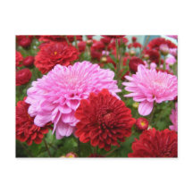 Gloire du matin pacifique