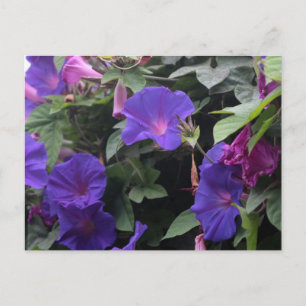 Carte Postale Gloires du Matin de Printemps en Bleu