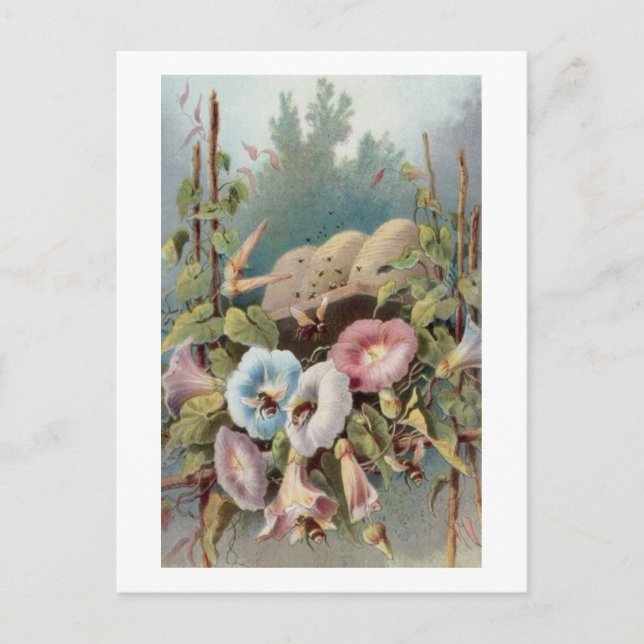 Carte Postale Glories du matin (Devant)