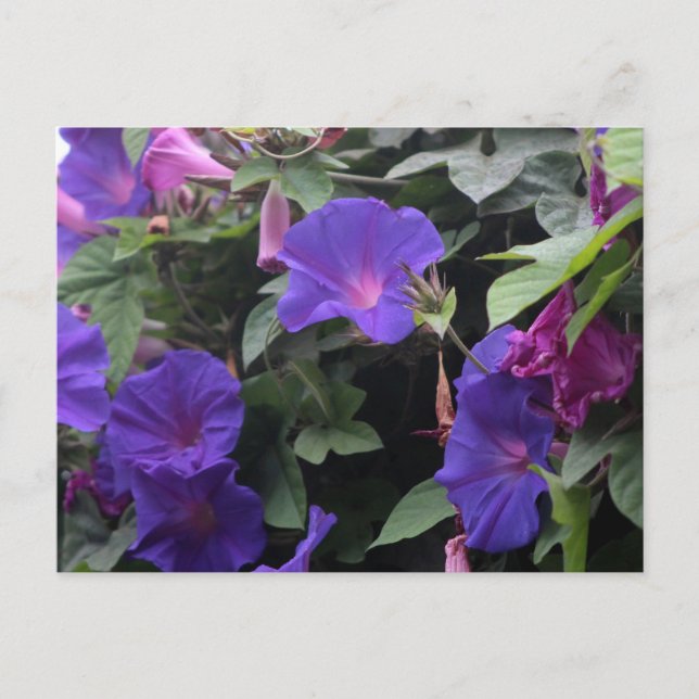 Carte Postale Glorieuses du matin de printemps en bleu (Devant)