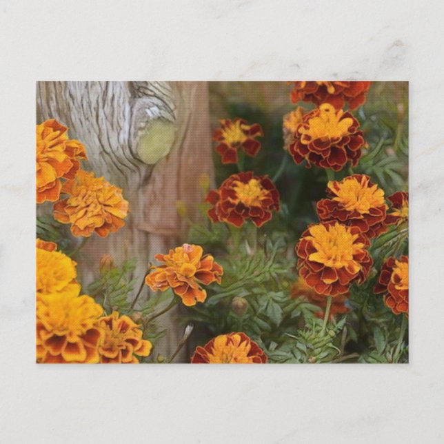 Carte Postale Glorieux Marigolds (Devant)