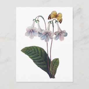 Carte Postale Gloxinia par Pierre Joseph Redoute