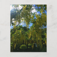 Glycine jaune