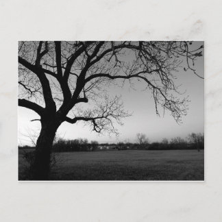 Carte Postale Gnarled Tree Post-Card