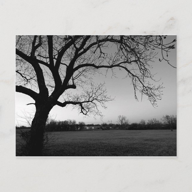 Carte Postale Gnarled Tree Post-Card (Devant)