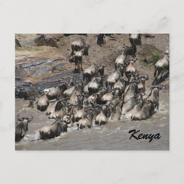 Carte Postale gnou escaladant kenya (Devant)