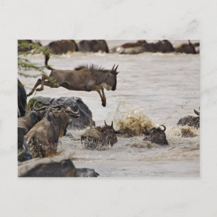 Carte Postale Gnou sautant dans la rivière Mara