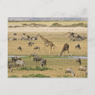 Carte Postale Gnous, Zèbres et Girafes
