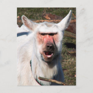 Carte Postale Goaboon