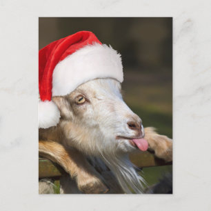 Carte Postale Goat