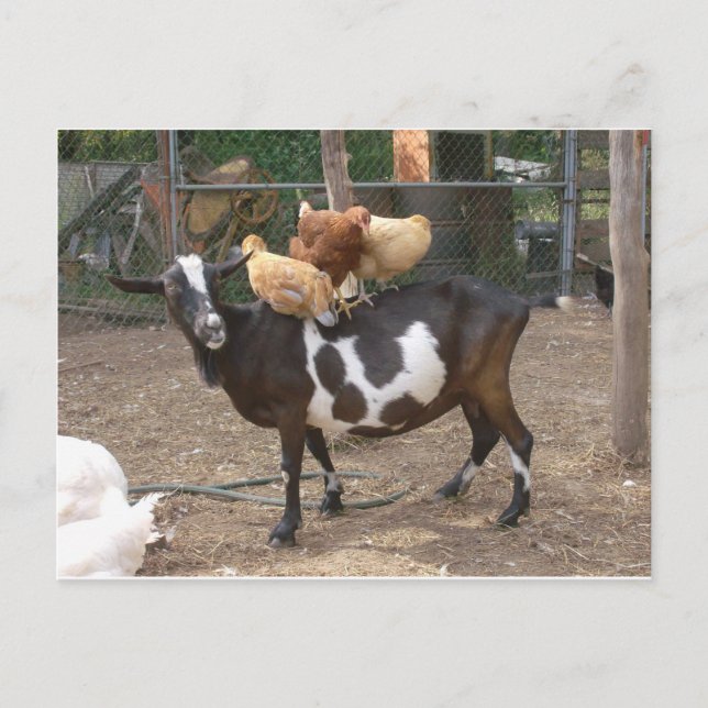 Carte Postale Goat taxi (Devant)