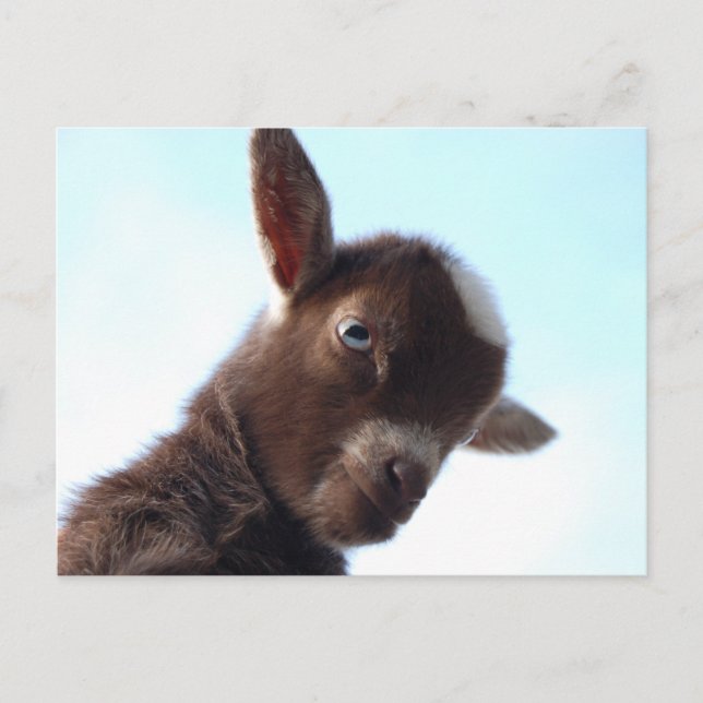 Carte Postale Goatzilla (Devant)