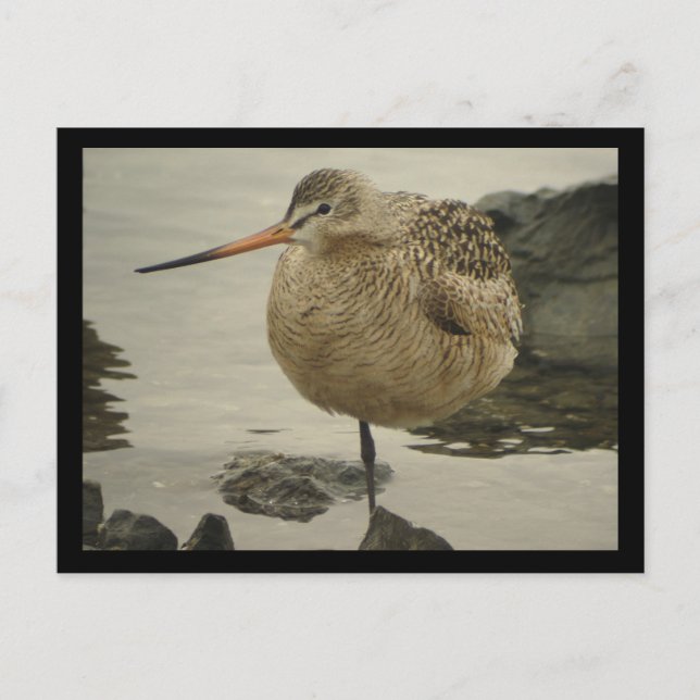 Carte postale Godwit en marbre (Devant)