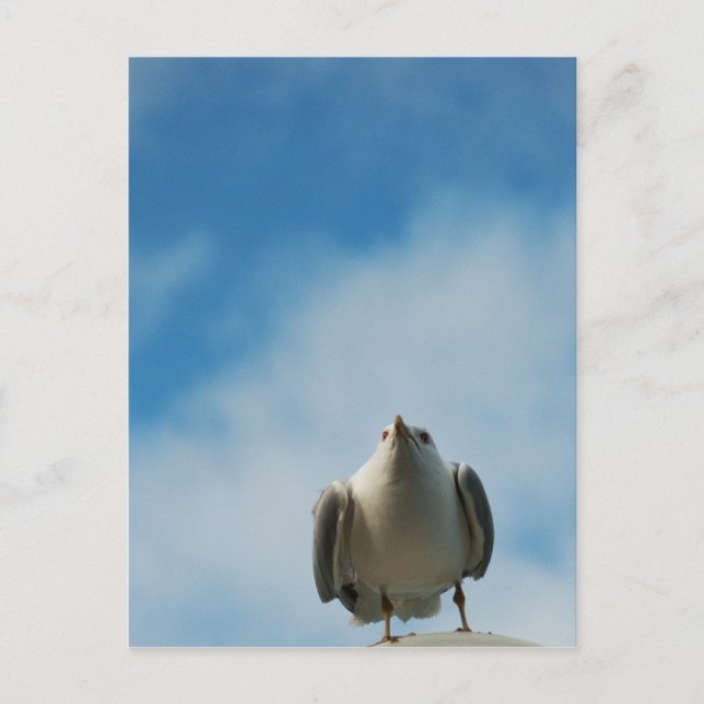 Carte postale Goéland (Devant)