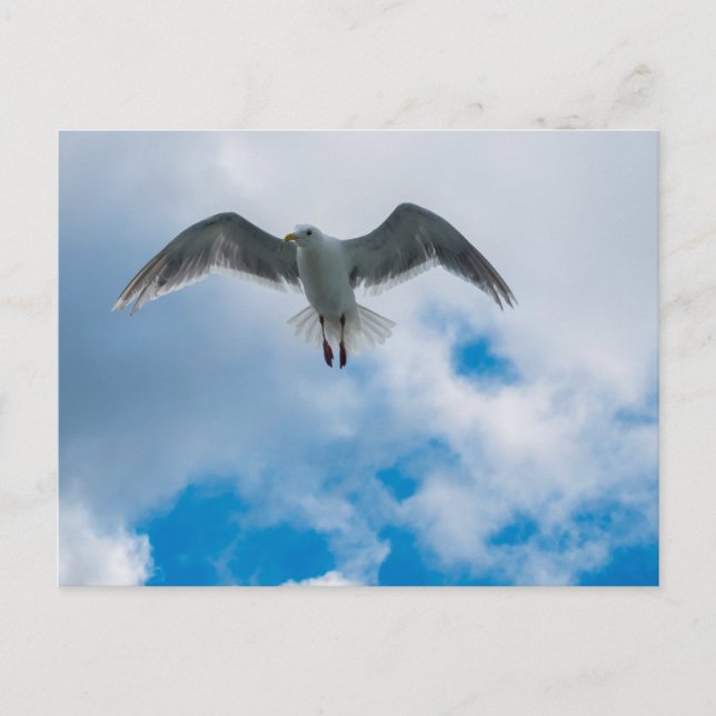 Carte Postale Goéland à ailes glauques (Devant)