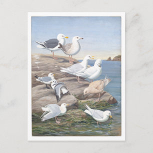 Carte Postale Goéland antique