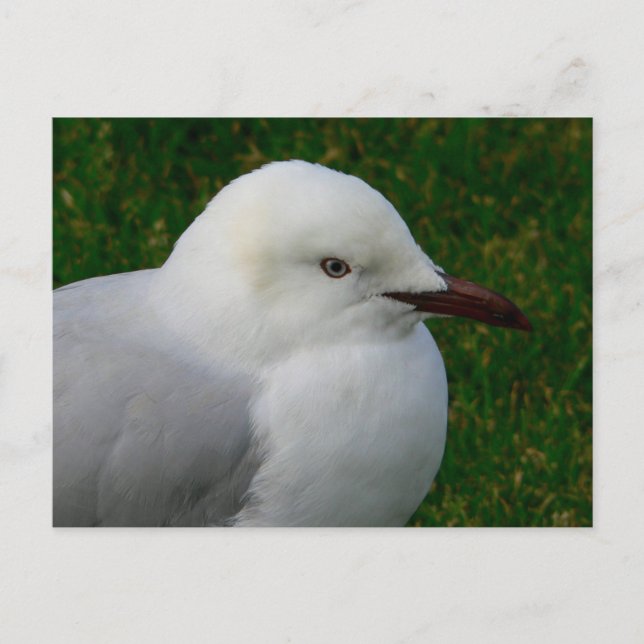 Carte Postale Goéland argenté juvénile (Devant)