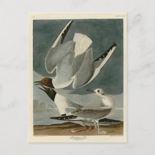 Carte Postale Goéland bonapartien des oiseaux d'Amérique d'Audub