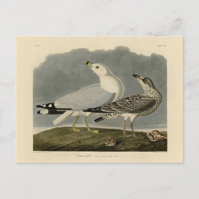Carte Postale Goéland commun américain - Les oiseaux d'Amérique  (Devant)