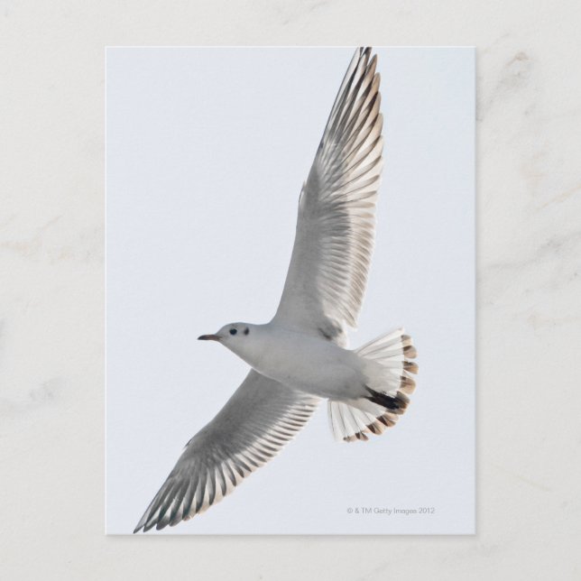 Carte Postale Goéland de hareng volant (Devant)