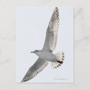 Carte Postale Goéland de hareng volant