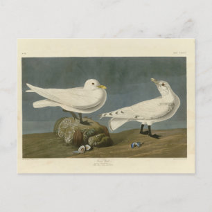 Carte Postale Goéland d'ivoire - Les oiseaux d'Amérique de John 
