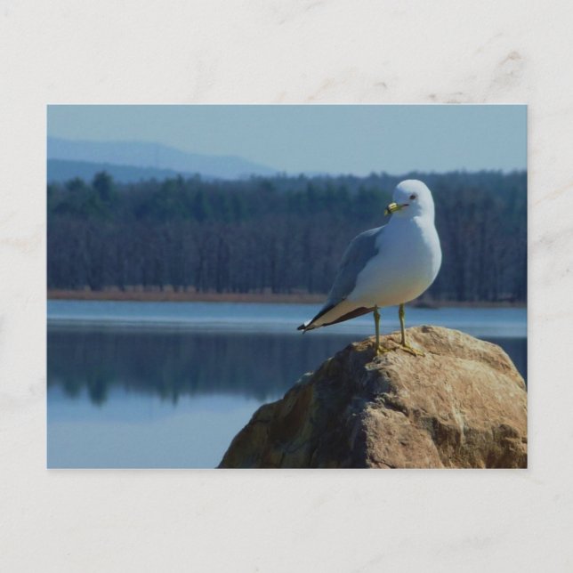 Carte Postale Goéland marin du lac Champlain (Devant)