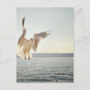 Carte Postale Goéland volant
