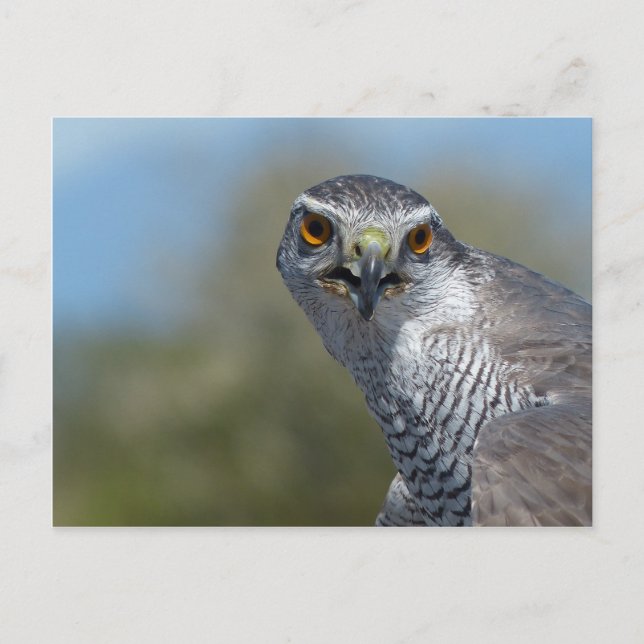 Carte Postale Gohawk du Nord (Devant)