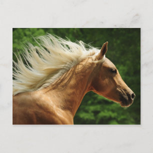 Carte Postale Golden Ambers