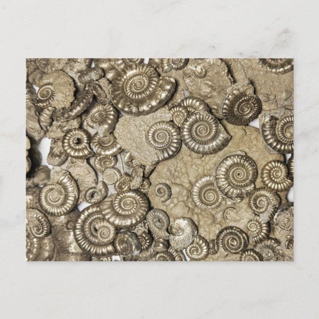 Carte Postale Golden ammonite fossils from the Jurassic coast (Devant)