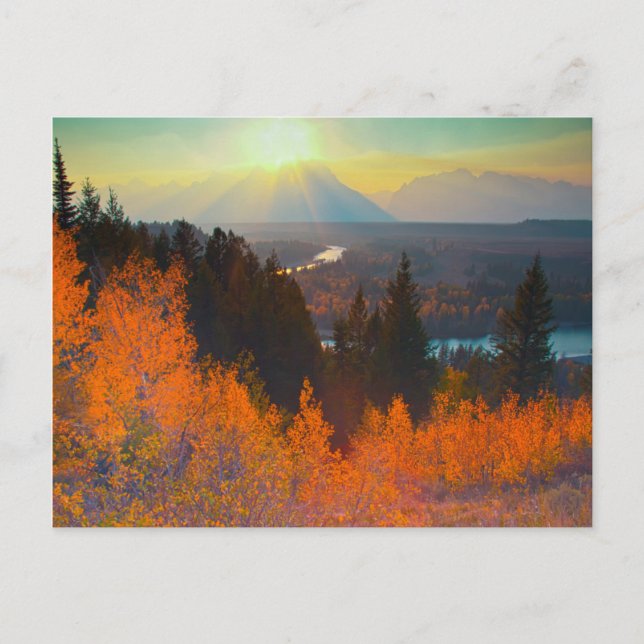 Carte Postale Golden Aspens Above Snake River At Sunset (Devant)