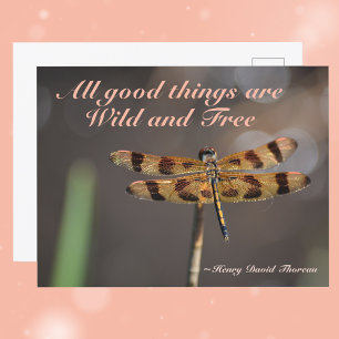 Carte Postale Golden Dragonfly All Good Things Wild and Free