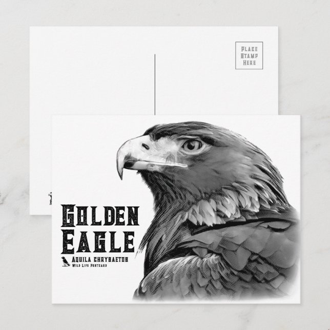 Carte Postale Golden Eagle (Devant / Derrière)
