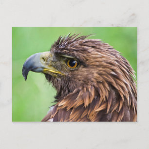Carte Postale Golden Eagle Closeup