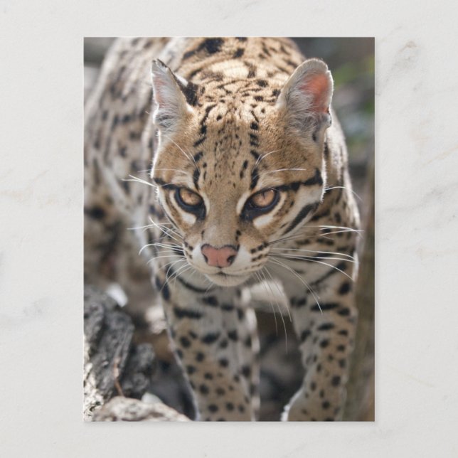 Carte postale Golden Eyes (Devant)
