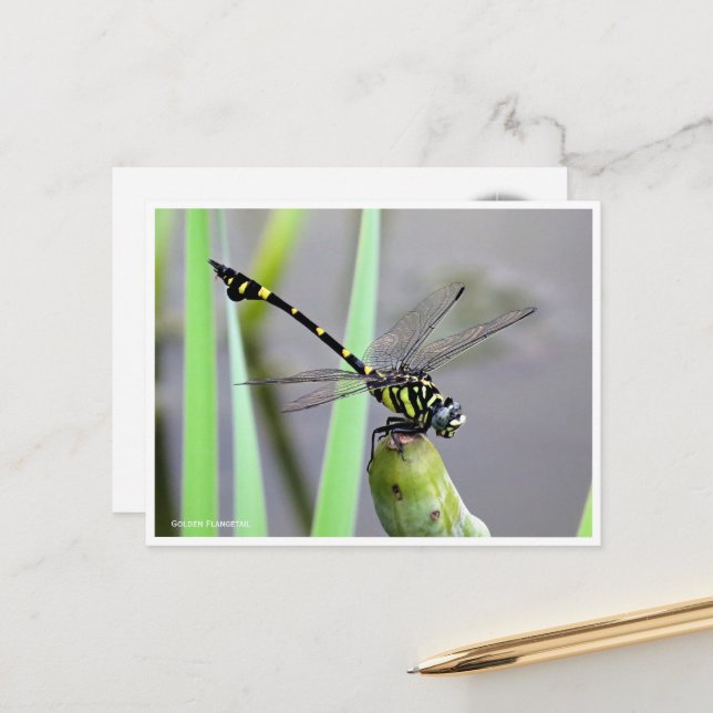 Carte Postale Golden Flangetail ポストカード (Devant/Arrière en situation)