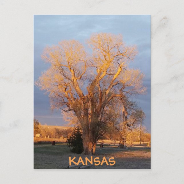 Carte postale Golden Kansas Cottonwood Tree (Devant)