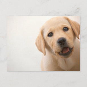 Carte Postale Golden Labrador