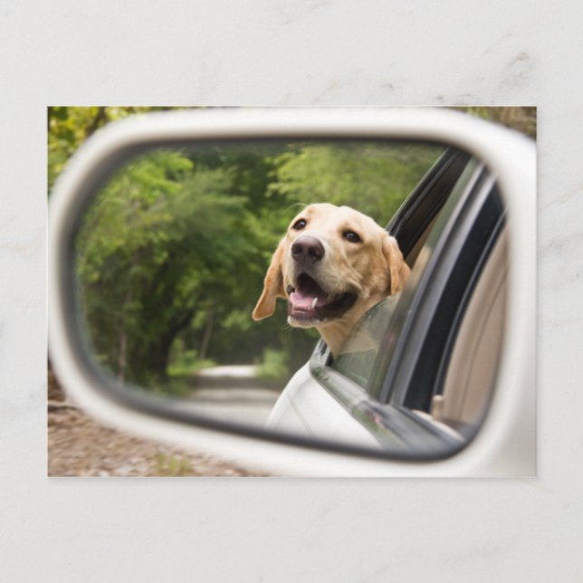 Carte Postale Golden Labrador En Réarview Mirror (Devant)