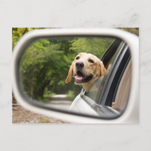 Carte Postale Golden Labrador En Réarview Mirror