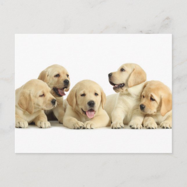 Carte Postale Golden Labrador Pupile (Devant)