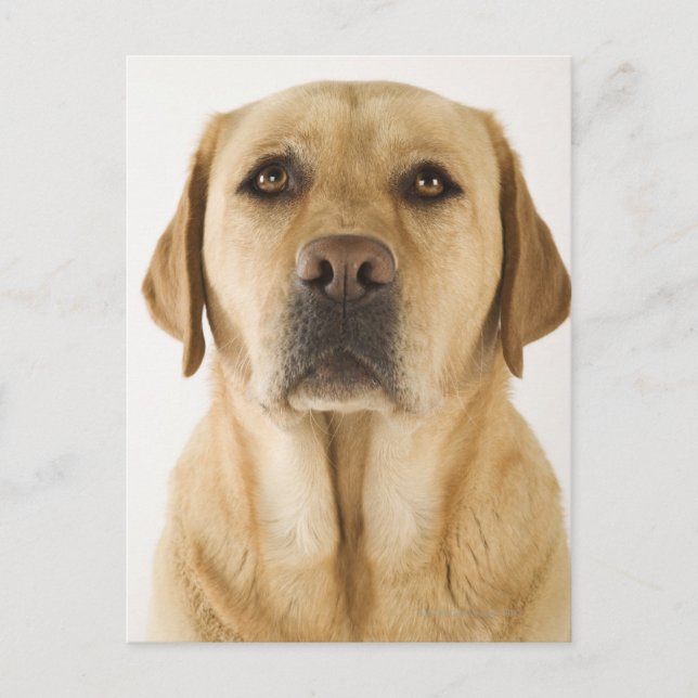 Carte Postale Golden Labrador Retriever (Canis familiaris). (Devant)