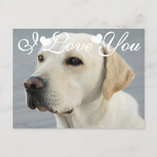Carte Postale Golden Labrador Retriever Photo I Love You