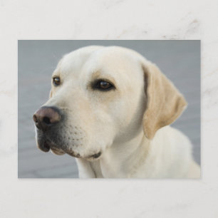 Carte Postale Golden Labrador Retriever Photographie