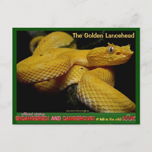 Carte Postale Golden Lancehead, serpent en danger le plus danger (Devant)