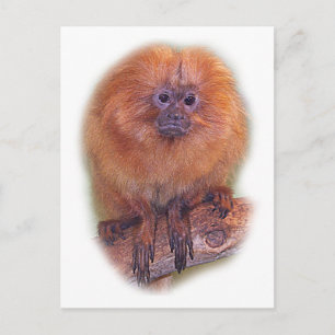 Carte Postale Golden Lion Tamarin, Golden Marmoset Monkey Brésil