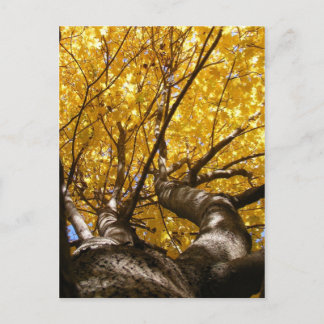 Carte postale Golden Maple ~